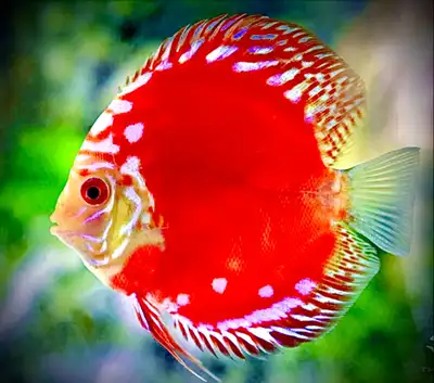 AquaExpert is a service-based company, installing, stocking and maintaining aquariums in the Montrea...