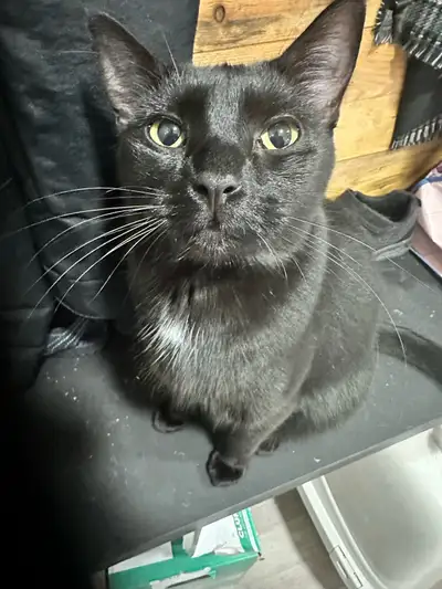 black beauty in need of a home, View more