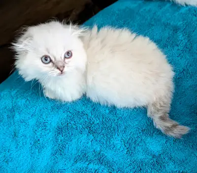 Munchkin Fold Kittens, View more