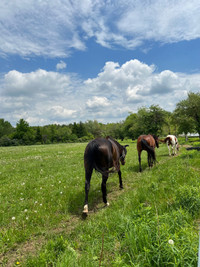 Outdoor Horse boarding near Guelph 