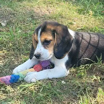 Beagle puppies , View more