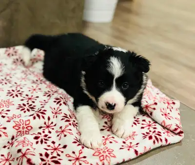 CBCA Registered Border Collie Puppies, View more
