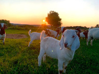 Petit troupeau de chèvres Boers/savannah