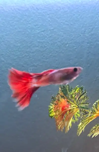 Baby Guppies, View more