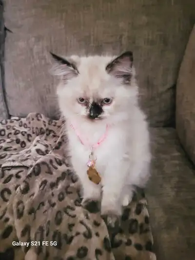 Ragdoll seal point vaccines , View more