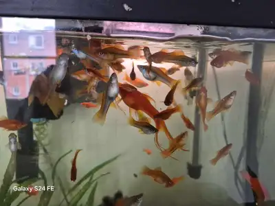 Swordtails, View more