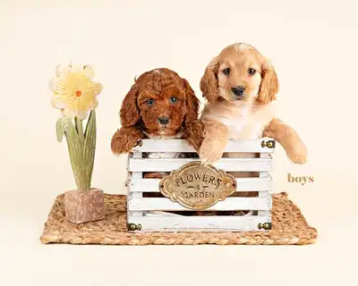 A beautiful litter of MINI COCKAPOO puppies wiggled into the world on March 13, 2025. Check out thei...