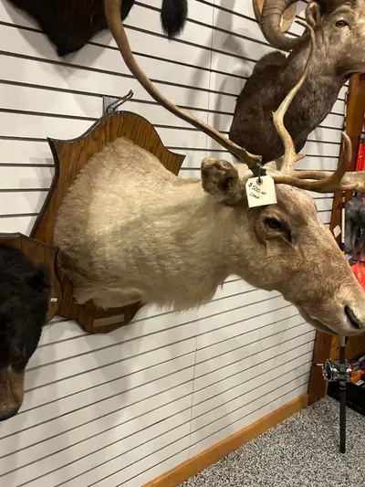 I am offering various taxidermy mounts including a caribou head, a black bear head, and many deer ....