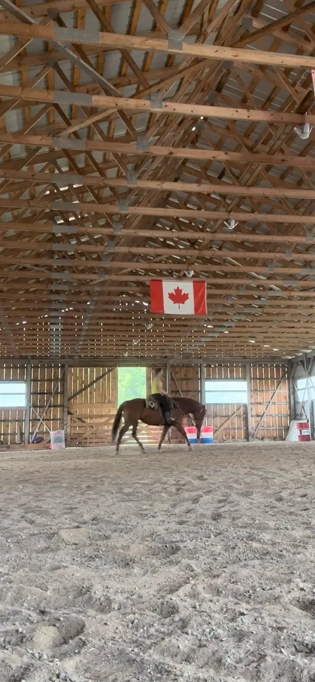 Quarter Horse Mare — part board in Horses & Ponies for Rehoming in Oshawa / Durham Region - Image 6