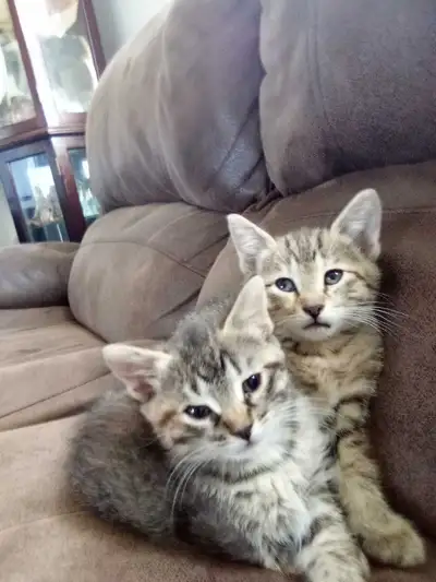 Beautiful kittens, View more