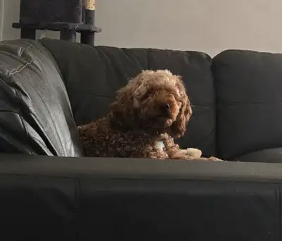 Dog for sale miniature poodle, View more