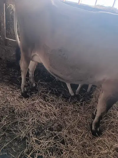 2 purebred Jersey cows for sale $3000 each due to calve in October calm ,quiet , I am keeping the ca...