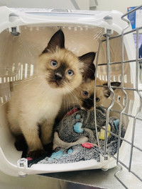 Sweetest Siamese kittens! Adorbale cuddly and vet checked!