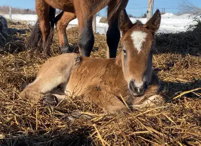 Mare & Foal , View more