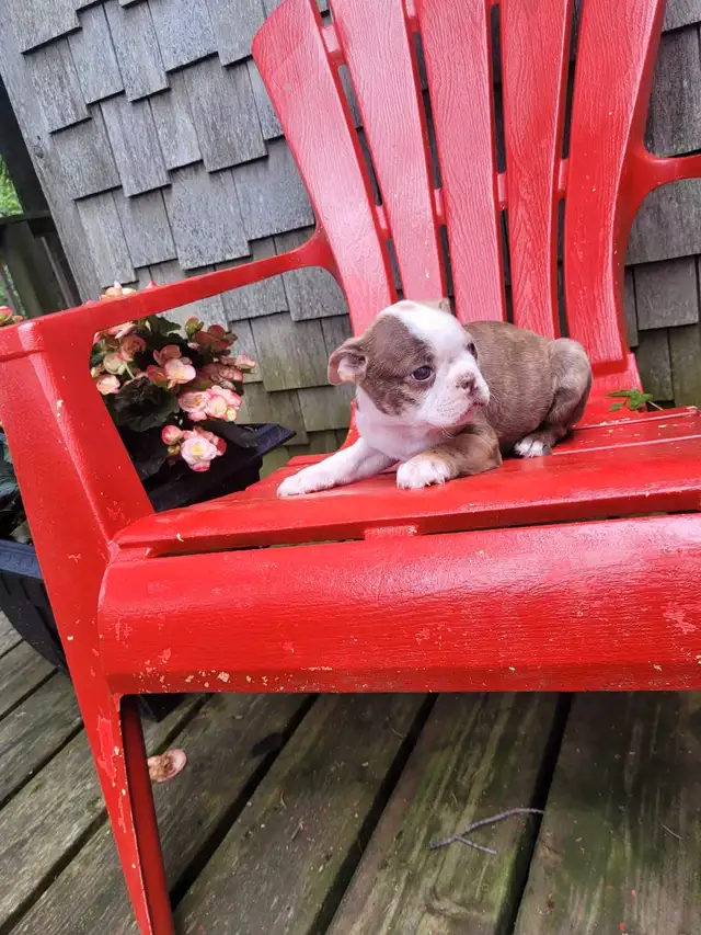 Boston terrier puppies  in Dogs & Puppies for Rehoming in Stratford - Image 6