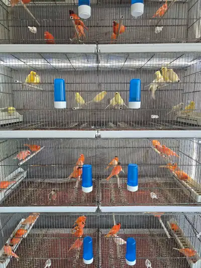 Canary For Sale , View more