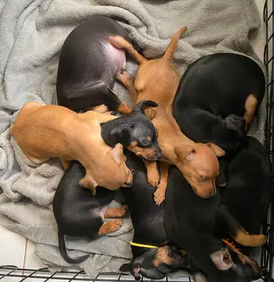 Pinscher nain sont arrivés le27 avril 4 femelle et 2 mâle noir feux Les chiots seront examinés par l...