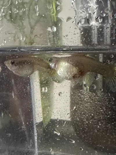 I have three famel pregnant guppies for sale. $10/each They are healthy and if the ad is up, they're...