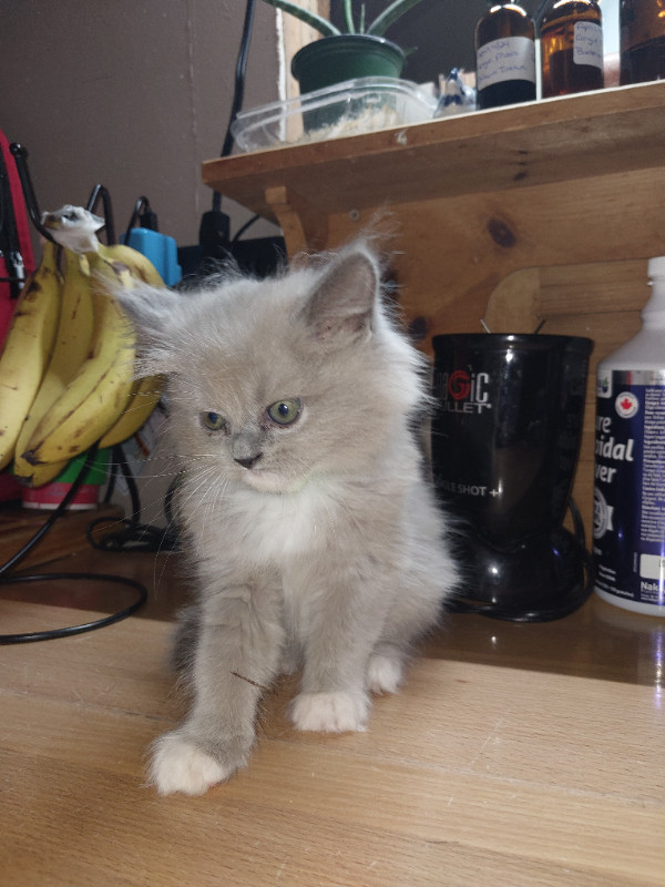 3 Ragdoll Girls in Cats & Kittens for Rehoming in Belleville - Image 4