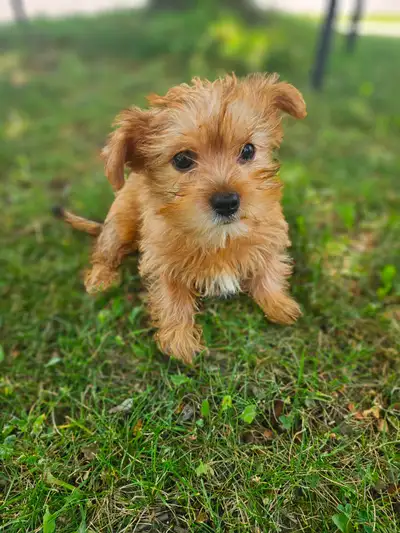Shorkie Puppies (Shihtzu X Yorkie) Small breed, View more