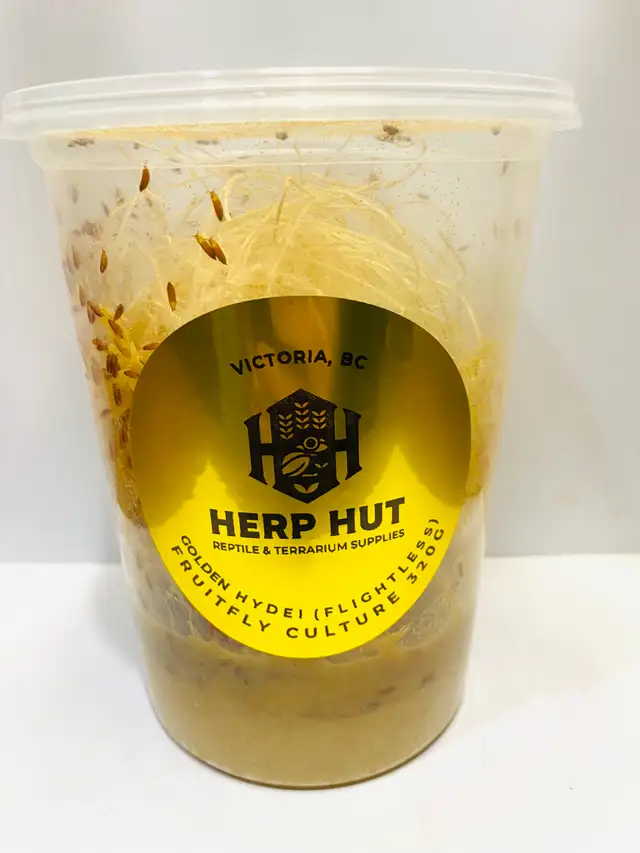 Fruit fly cultures/feeders in Reptiles & Amphibians for Rehoming in Victoria - Image 4