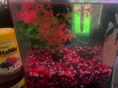 FEMALE KOI BETTA FISH. sadly I have to sell my girl;( she loves her food and she’s very friendly. As...