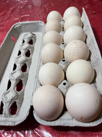 Bourbon Red hatching eggs