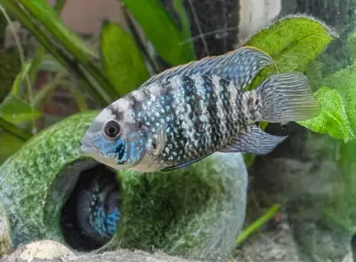 True Blue Acara Cichlids, View more