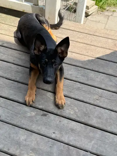 Purebred female German shepherd puppy. Born December 14th 2024