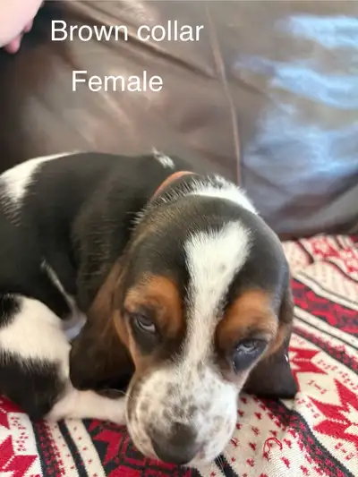 Basset puppies, View more