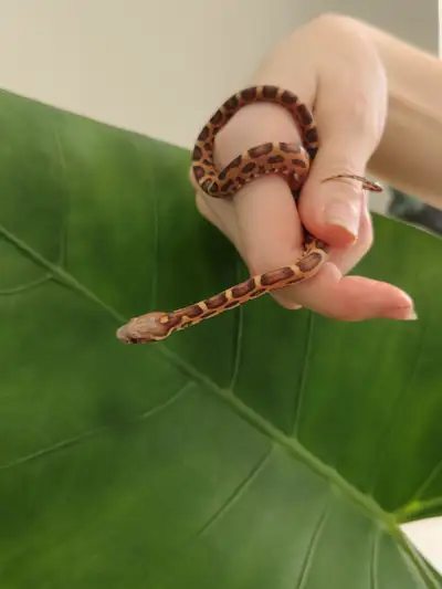 Vous voulez un serpent vraiment DIFFÉRENT ? Le serpent des blés sans écailles est parfait pour toi !...