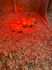 Buff Orpington Chicks 
