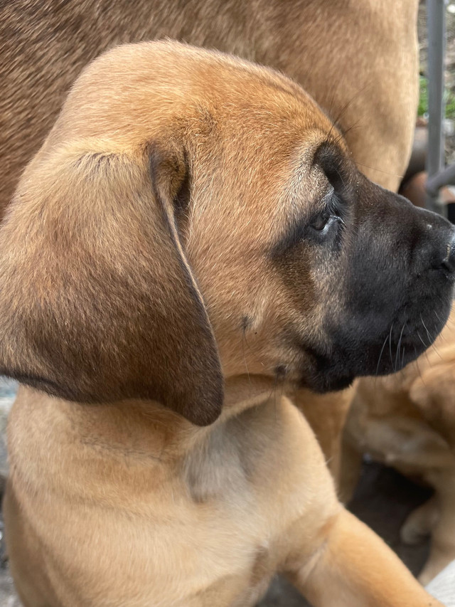 Mastiff  in Dogs & Puppies for Rehoming in Comox / Courtenay / Cumberland - Image 3