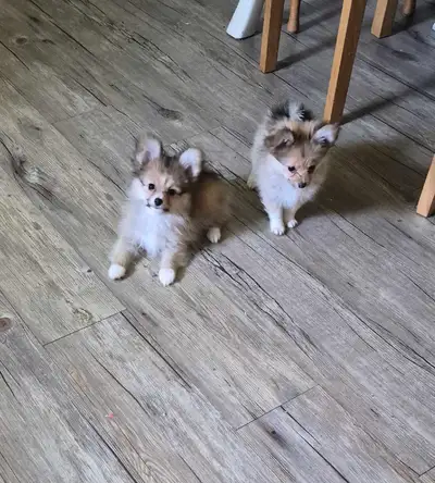 Pomeranian / Papillon Female Puppies, View more