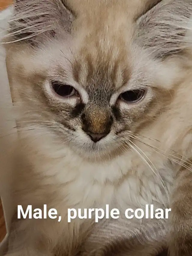 ADORABLE NEVA MASQUERADE SIBERIAN KITTENS