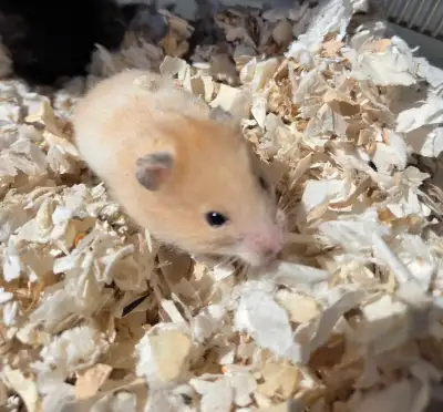 Hamsters syriens, View more