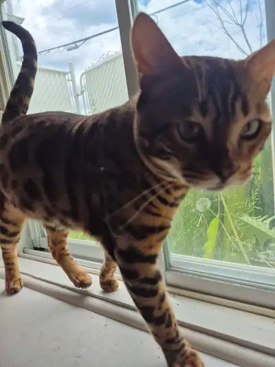 Chat de Bengale pure race avec carnet de vaccination 1 ans et non stériliser Nous devons nous en dép...