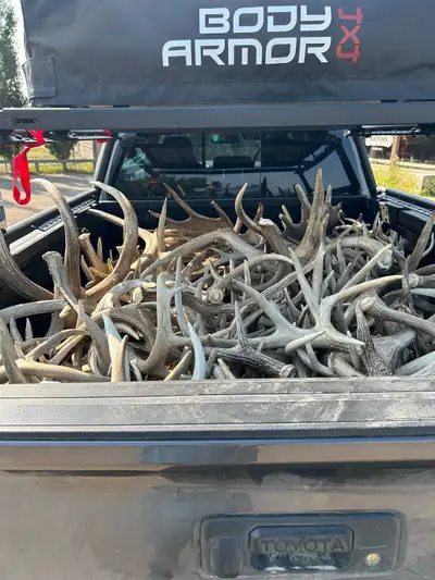 Looking for Shed Antler poundage and trophy antlers. Making a trip through Saskatchewan and northern...