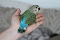 White face Green baby lovebird is looking for new home