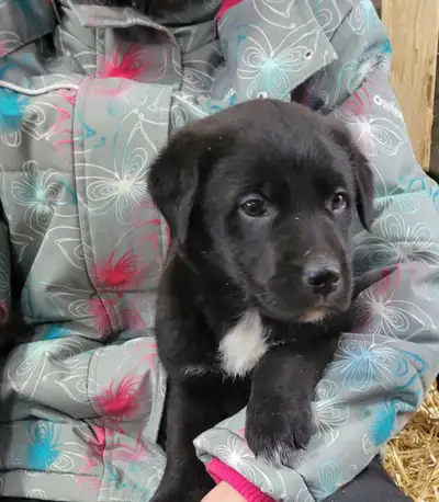 7 Chocolate lab cross puppies. Mom is a purebred chocolate lab and dad is Shepherd/collie mix. 5 fem...