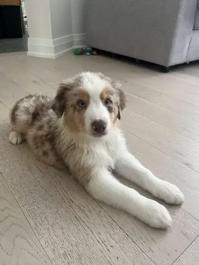 PUPS ARE READY TO TAKE HOME!!! ONLY 3 MALES LEFT Australian shepherd puppies born December 29 2024....