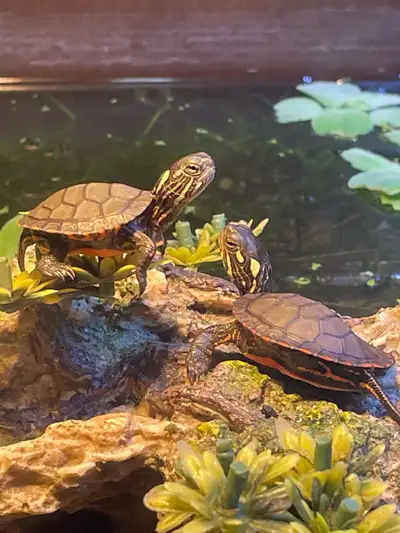 painted turtle rescue, View more