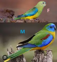 Looking for a male turquoisine parakeet 