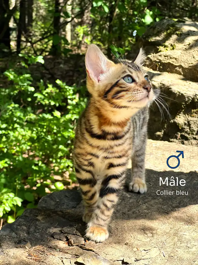 Magnifiques chatons Bengal disponibles à la réservation in Cats & Kittens for Rehoming in Laurentides - Image 2