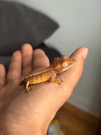 En / Fr - High White Harlequin Gecko Baby for sale, just a few weeks old. - DM for more info!