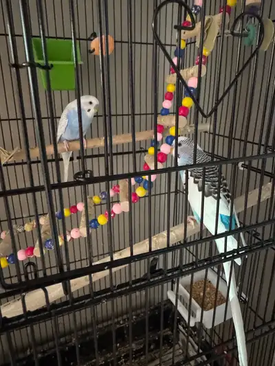 Parakeets with Bird Cage, View more