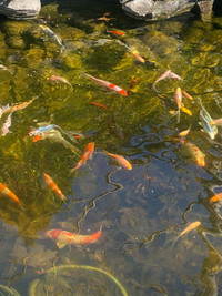 Koi pond 