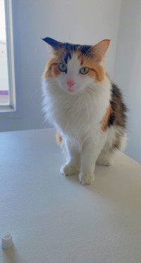 Calico cat for rehoming