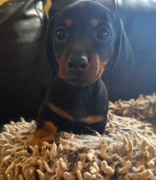 Dachushund Black and Tan in Dogs & Puppies for Rehoming in Ottawa - Image 2