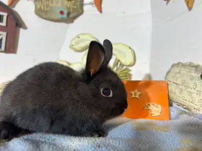 6 to 8 week old Netherland dwarf bunnies. Look for a forever home. Coming to Barrie on Mar 1/26 only...